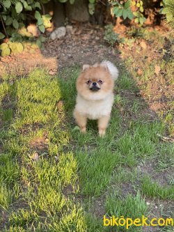 Teddybear Pomeranianboo Erkek 4