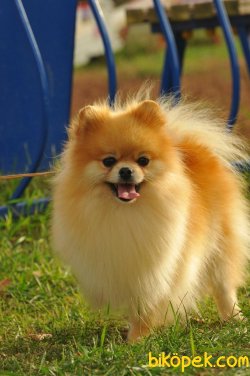 Teddybear Pomeranianboo Irkın En Güzelleri 2