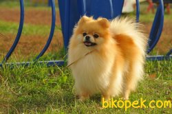 Teddybear Pomeranianboo Irkın En Güzelleri 1