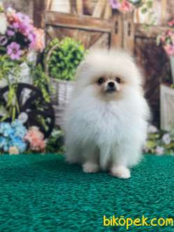 Teddybear Pomeranianboo Karbeyaz 2