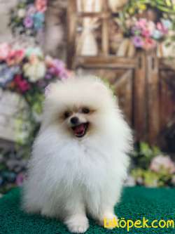 Teddybear Pomeranianboo Karbeyaz 1
