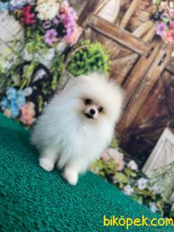 Teddybear Pomeranianboo Karbeyaz 3