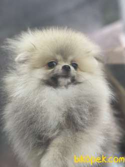 Teddybear Pomeranianboo Kızımız 3