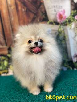 Teddybear Pomeranianboo Kızımız 1