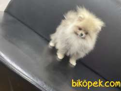 Teddybear Pomeranianboo Kızımız 2