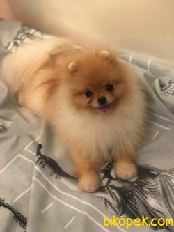 Teddybear Pomeranianboo  Tam Bir Ayıcık 3