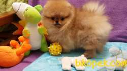 Teddybear Pomeranianboo Yavru 1