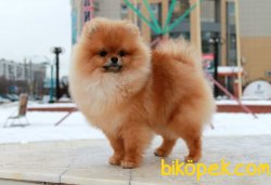 Teddybear Pomerian 1