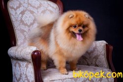 TEDDYBEAR POMERİAN AYISURAT 3