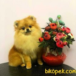 Teddybear Prensesimiz 2