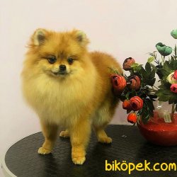Teddybear Prensesimiz 3