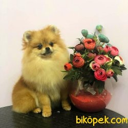 Teddybear Prensesimiz 1