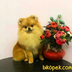 Teddybear Prensesimiz 4