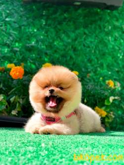 Teddybear Prensesimiz Lilly 2