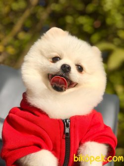 Teddybear Safkan Pomeranianboo 3