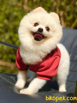 Teddybear Safkan Pomeranianboo 2