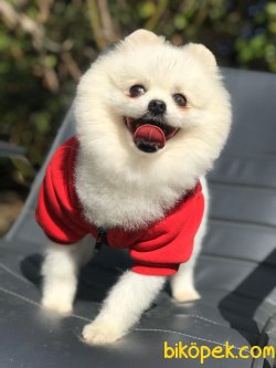 Teddybear Safkan Pomeranianboo 1