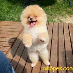 Teddyface Pomeranian Boo 1