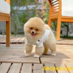 Teddyface Pomeranian Boo 4