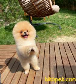 Teddyface Pomeranian Boo 3