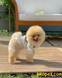Teddyface Pomeranian Boo 2