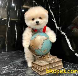 TeddyFace Pomeranian BOO Yavrumuz 3