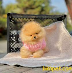 Teddyface Pomeranian Dişi Yavrumuz 1