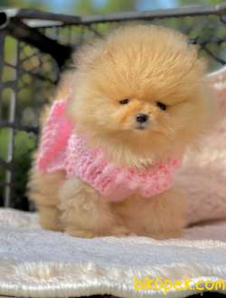 Teddyface Pomeranian Dişi Yavrumuz 3