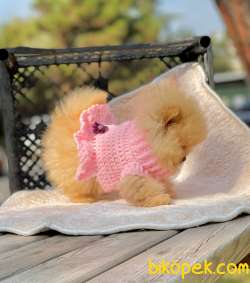 Teddyface Pomeranian Dişi Yavrumuz 4