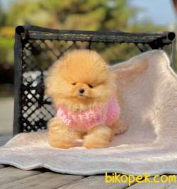 Teddyface Pomeranian Dişi Yavrumuz 2