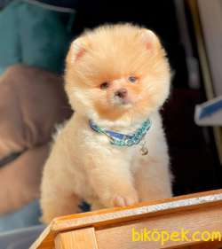 Teddyface Pomeranian Yavrularımız 5