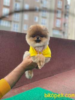 Teddyface Suratlı Pomeranian Kızımız 2