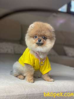 Teddyface Suratlı Pomeranian Kızımız 3