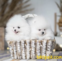 Tedy Bear Ayı Surat Boo Pomeranian Yavrular 4