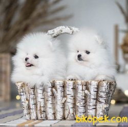 Tedy Bear Ayı Surat Boo Pomeranian Yavrular 1