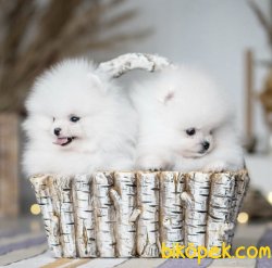 Tedy Bear Ayı Surat Boo Pomeranian Yavrular 3