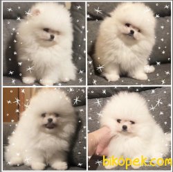 Tedy Bear Ayı Surat Boo Pomeranian Yavrular 1