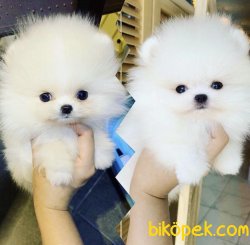 Tedy Bear Ayı Surat Boo Pomeranian Yavrular 3