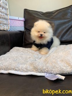 Tedy Bear Ayı Surat Boo Pomeranian Yavrular 3