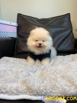 Tedy Bear Ayı Surat Boo Pomeranian Yavrular 4
