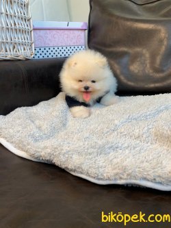 Tedy Bear Ayı Surat Boo Pomeranian Yavrular 1
