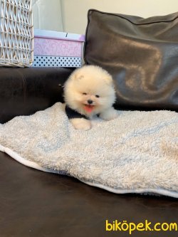 Tedy Bear Ayı Surat Boo Pomeranian Yavrular 2