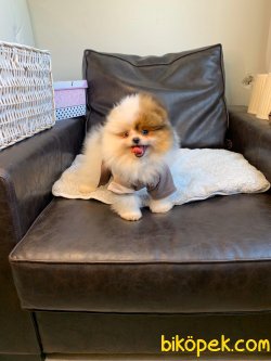 Tedy Bear Ayı Surat Boo Pomeranian Yavrular 1