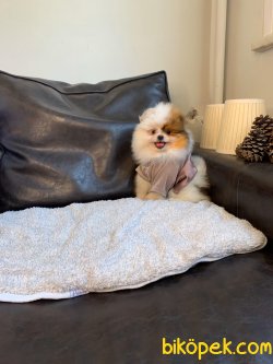 Tedy Bear Ayı Surat Boo Pomeranian Yavrular 2
