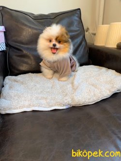 Tedy Bear Ayı Surat Boo Pomeranian Yavrular 3