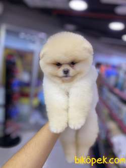 Tedy Bear Bebekler 5