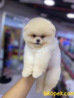 Tedy Bear Bebekler 3