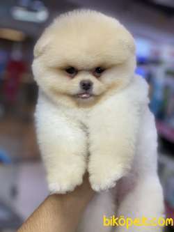 Tedy Bear Bebekler 4