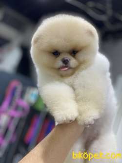 Tedy Bear Bebekler 1