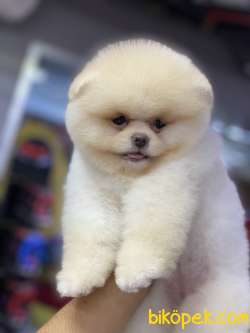 Tedy Bear Bebekler 2